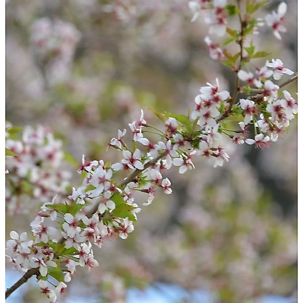Hochstamm Geschlitzte Kirsche Mikinori 80-100cm - Prunus incisa günstig online kaufen