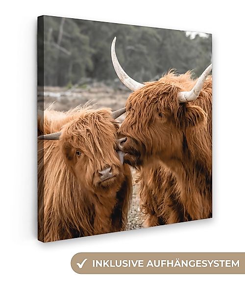OneMillionCanvasses® Leinwandbild Schottischer Highlander - Kuh günstig online kaufen