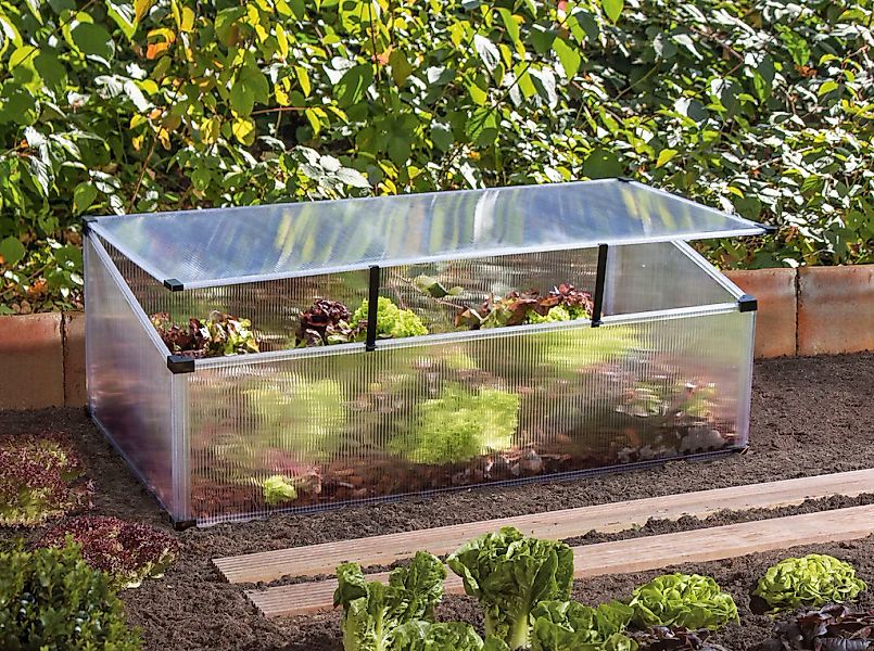 Vitavia Frühbeet "Feronia" BxTxH: 56x104x36 cm günstig online kaufen