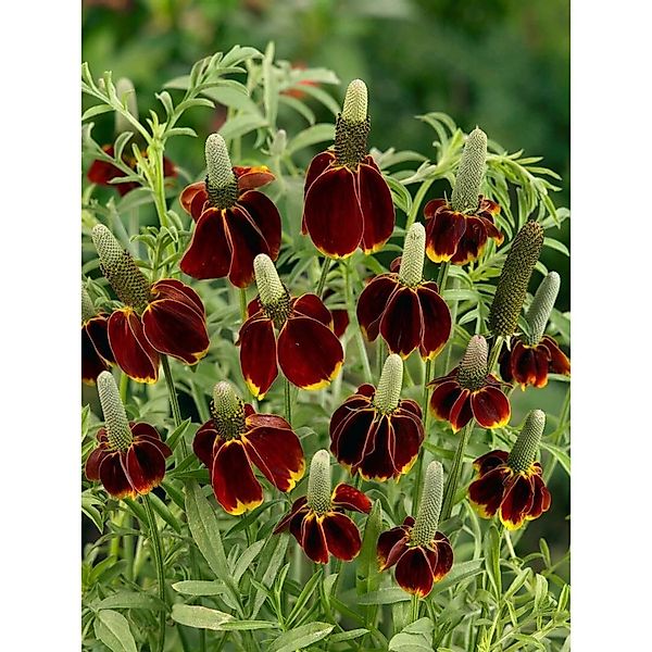 Ratibida Columnifera F.pulcherrima Prärie-Sonnenhut Ca. 11x11 cm Topf günstig online kaufen