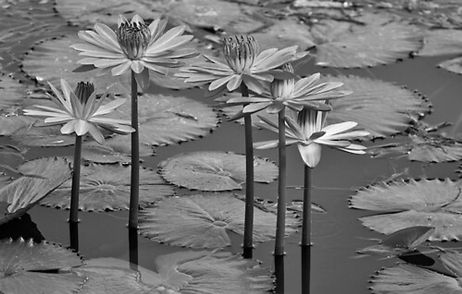 Papermoon Fototapete »Seerosen, Teich, Blüten, Blätter Schwarz & Weiß« günstig online kaufen