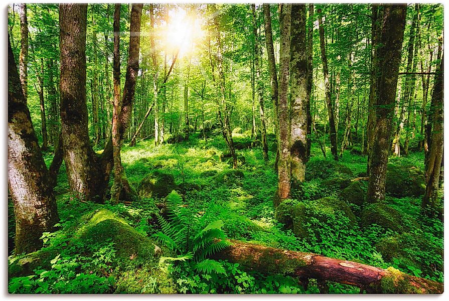 Artland Wandbild »Wald«, Wald, (1 St.) günstig online kaufen