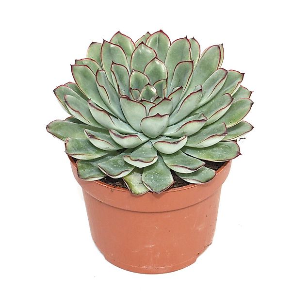 Exotenherz Kaktus Echeveria pulidonis - grosse Pflanze im 12cm Topf günstig online kaufen