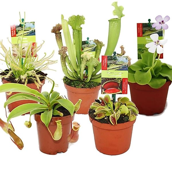 Exotenherz Zimmerpflanze Starter Set Fleischfressende Pflanzen - 5 Pflanzen günstig online kaufen