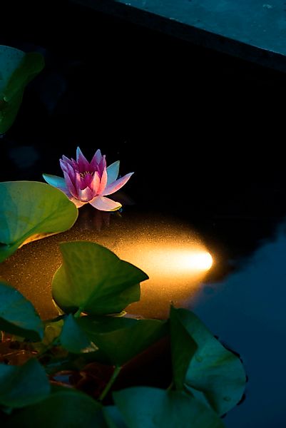 Ubbink Unterwasser-teichbeleuchtung Mit Led Aqua Spotlight 6 W günstig online kaufen