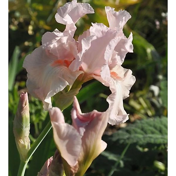 Schwertlilie Vanity - Iris barbata günstig online kaufen