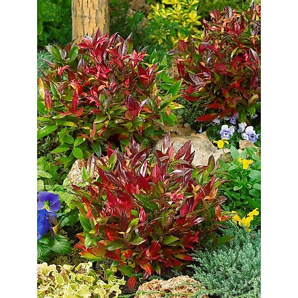 Leucothoe Axillaris Red Lips Traubenmyrte Rot 30–40 cm günstig online kaufen