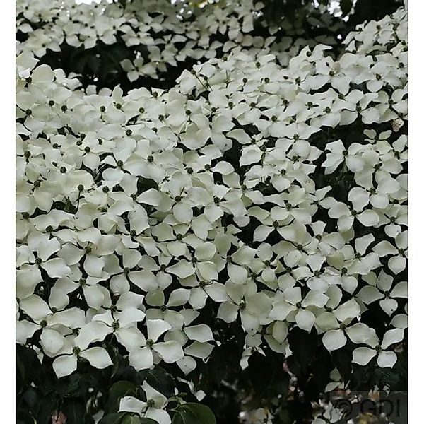 Chinesischer Blumen Hartriegel Wietings Select 40-60cm - Cornus kousa günstig online kaufen