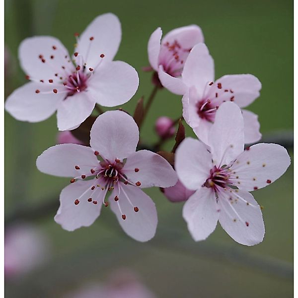 Blutpflaume 60-80cm - Prunus cerasifera günstig online kaufen