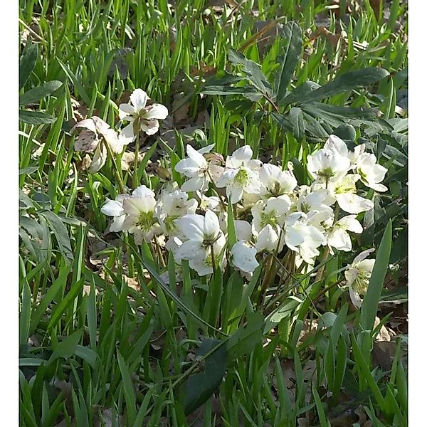 weiße Christrose - Helleborus niger günstig online kaufen