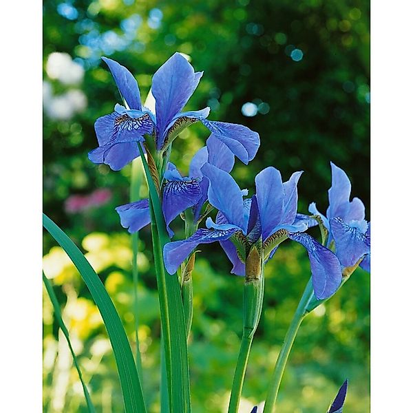 Iris Sibirica Sibirische Schwertlilie Blue King Ca 11x11 cm Topf günstig online kaufen