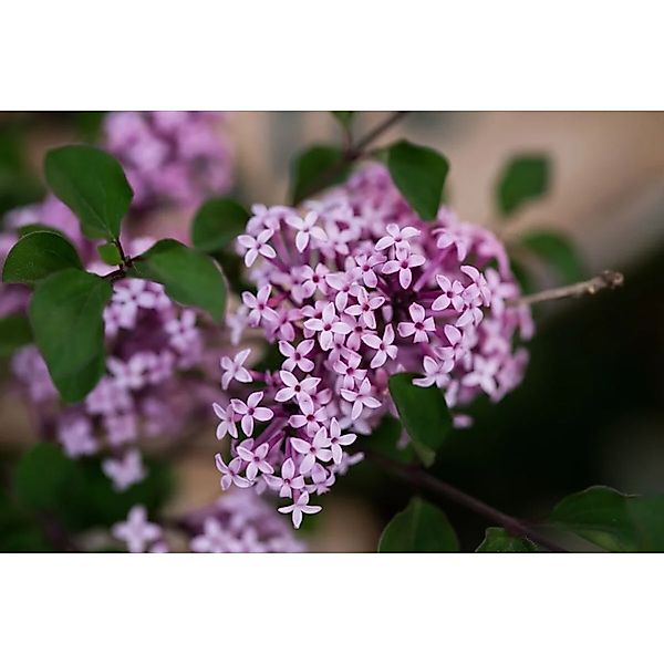 Syringa Meyeri Flieder 125-150 cm günstig online kaufen