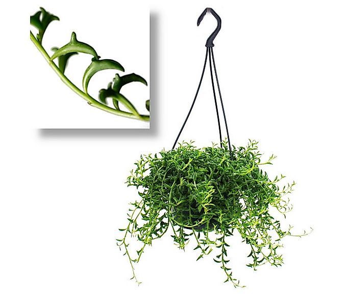 Exotenherz Kaktus Senecio peregrinus Delphin-Pflanze Ampelpflanze 14cm Ampe günstig online kaufen
