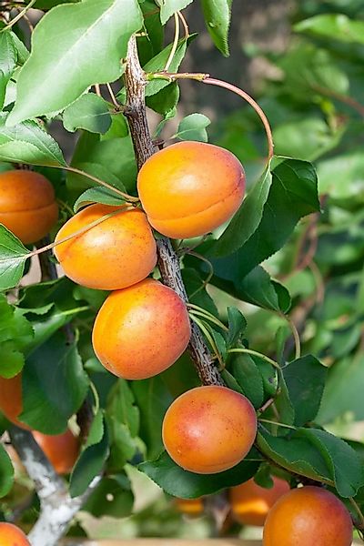 Pflanzen für Dich Obstpflanze Prunus armen. Temporao de Villa France, 1 St. günstig online kaufen