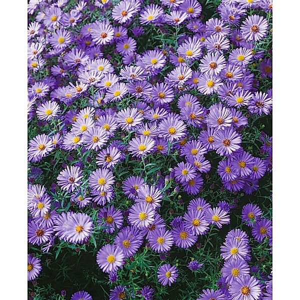 Aster Dumosus Blauer Gletscher Kissenaster Ca. 9x9 cm Topf günstig online kaufen