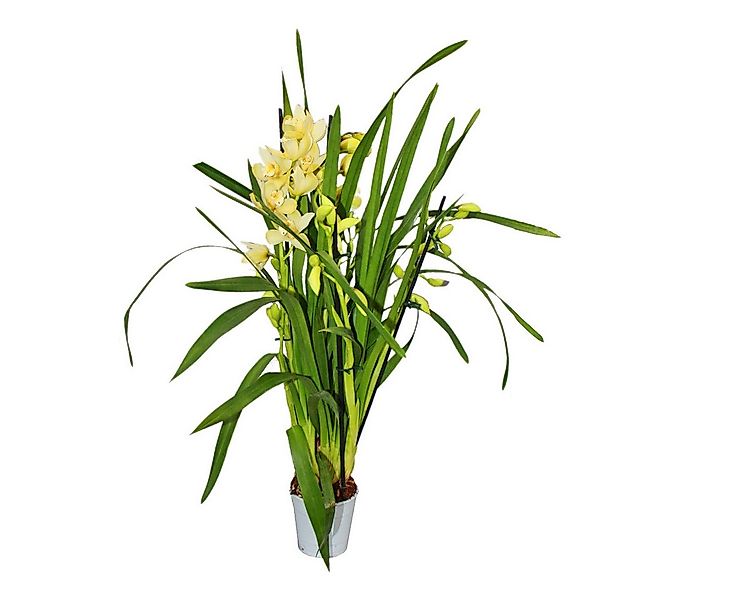 Exotenherz Zimmerpflanze Cymbidium Orchidee - Kahnorchidee - Die Orchidee f günstig online kaufen