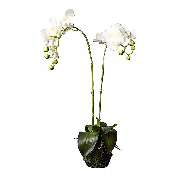 Orchidee Phalaenopsis in Erde ca. 62cm günstig online kaufen
