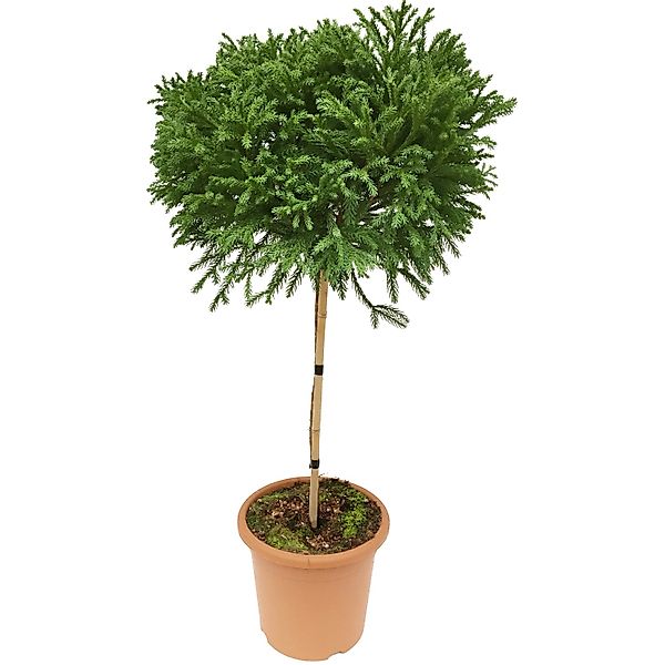 OBI Sicheltanne Globosa Nana Höhe ca. 60 cm Topf ca.9, Cryptomeria japonica günstig online kaufen