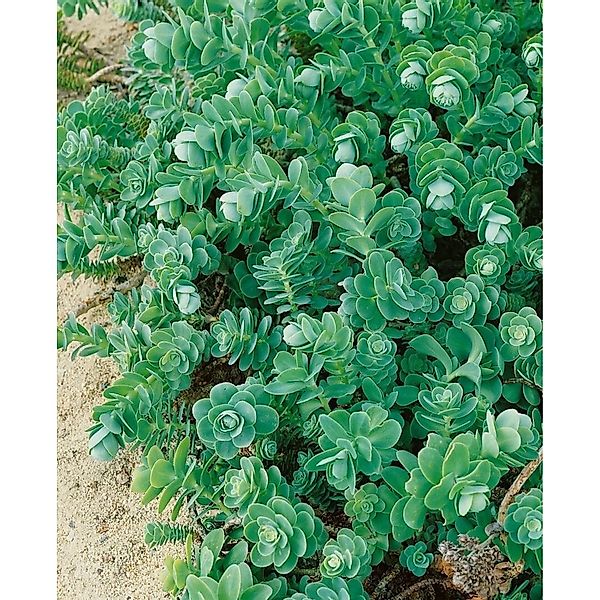 Sedum Anacampseros Ca. 9x9 cm Topf günstig online kaufen