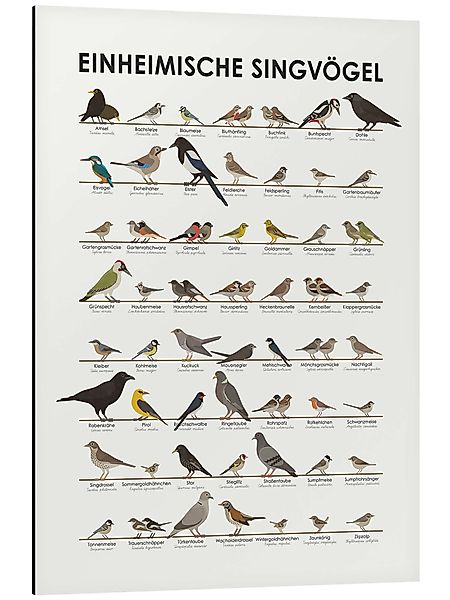 Posterlounge Poster Iris Luckhaus, Einheimische Singvögel, günstig online kaufen