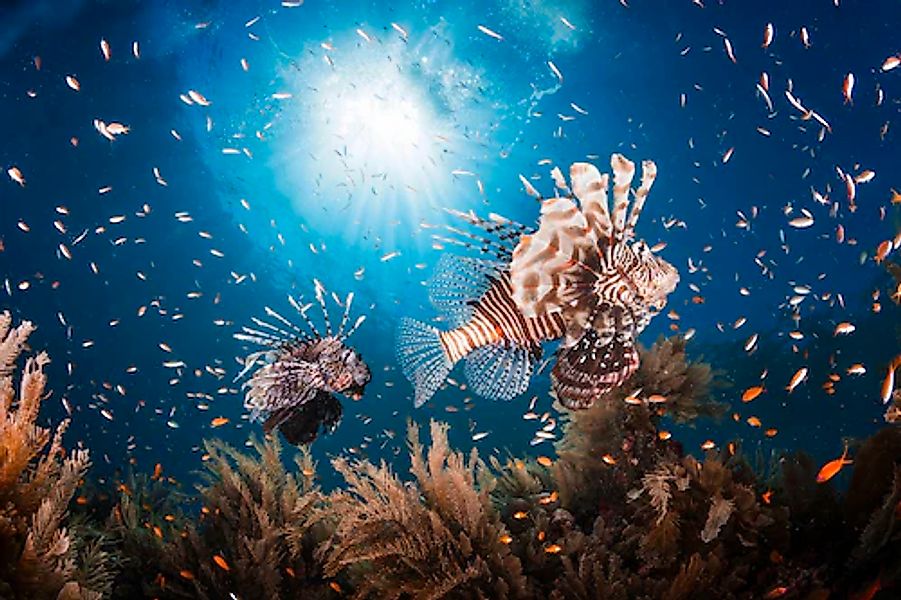 Papermoon Fototapete »Photo-Art BARATHIEU GABRIEL, LIONFISH« günstig online kaufen