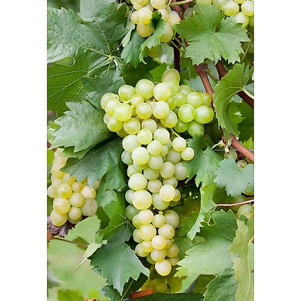 Pflanzen für Dich Obstpflanze Vitis vinifera gelb, 1 St., Weinrebe, Tafeltr günstig online kaufen