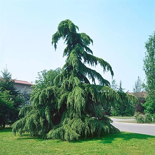 Cedrus Deodara Pendula Himalaya-Zeder Hängend 125–150 cm günstig online kaufen