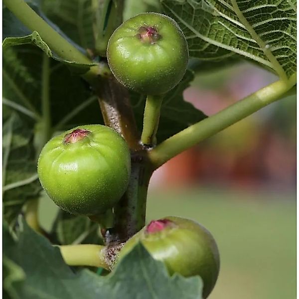 Feigenbaum Ice Crystal 80-100cm - Ficus carica günstig online kaufen