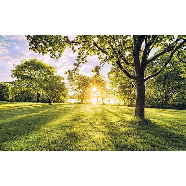 Komar Fototapete Vlies Golden Moment  400 x 250 cm günstig online kaufen