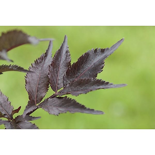 Sambucus Nigra Black Beauty Schwarzer Holunder Dunkelviolett 40–60 cm günstig online kaufen