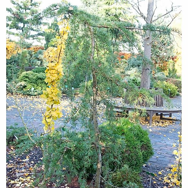 Hänge-Himalaya Zeder 80-100cm - Calocedrus deodara günstig online kaufen