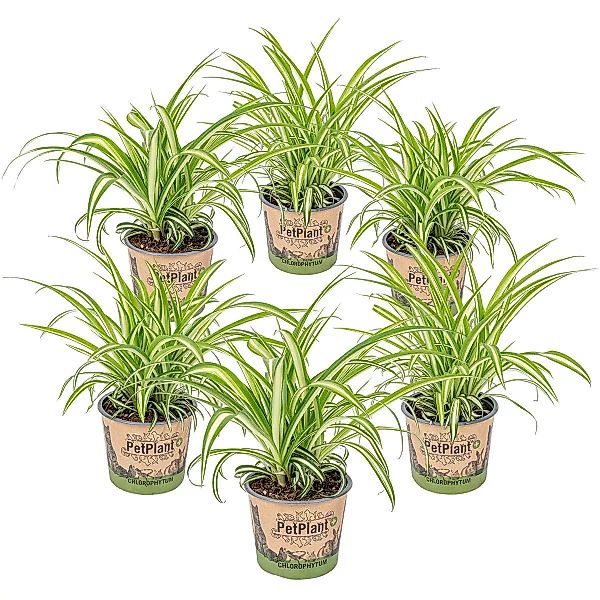 Casa Caron | 6er Set Chlorophytum Variegatum günstig online kaufen