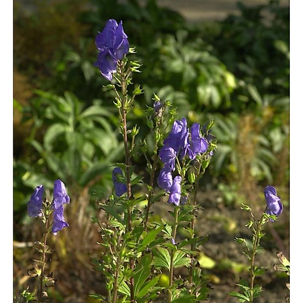 Hoher Herbst-Eisenhut - Aconitum carmichaelii günstig online kaufen