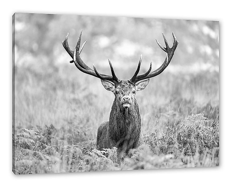 Pixxprint Leinwandbild Großer Hirsch im Feld Kunst B&W, Großer Hirsch im Fe günstig online kaufen
