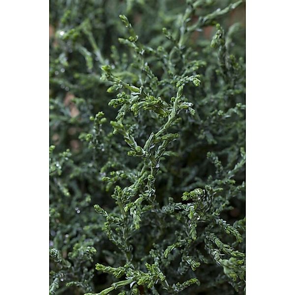 Chamaecyparis Obtusa Lycopodioides Muschelzypresse 20–25 cm günstig online kaufen