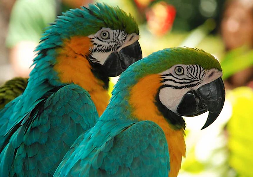 Papermoon Fototapete »Macaw Love Birds« glatt günstig online kaufen