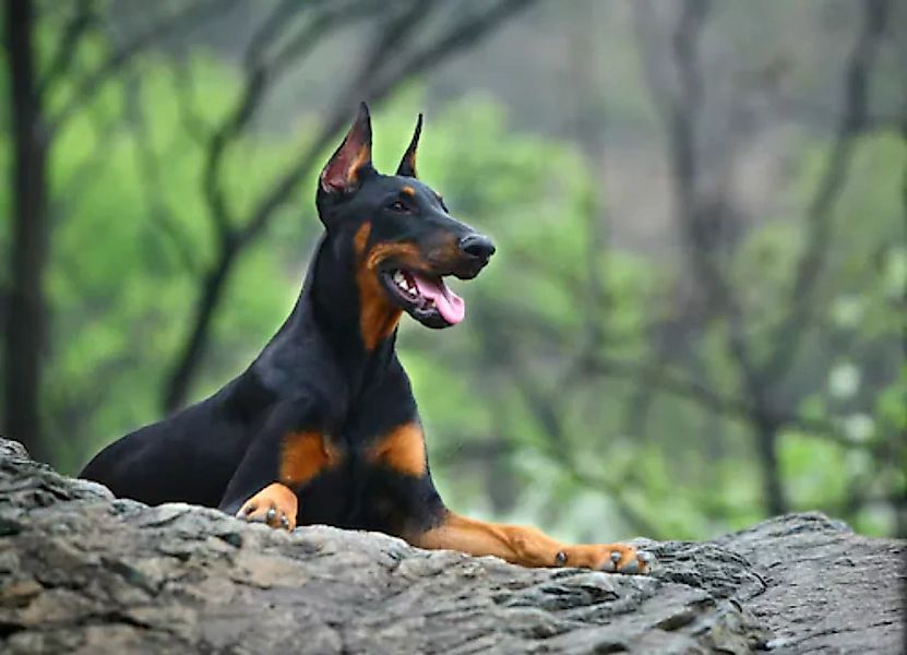 Papermoon Fototapete »Hund in Natur« günstig online kaufen