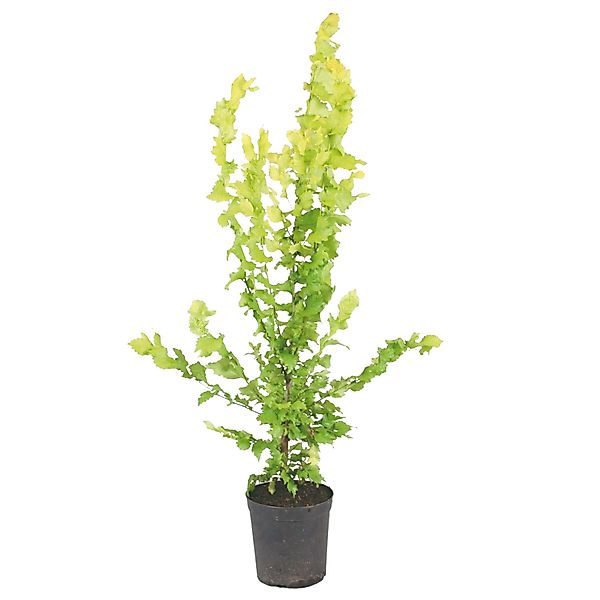 Säulen-Goldulme Wredei Höhe ca. 40 cm Topf ca. 4 l Ulmus carpinifolia günstig online kaufen