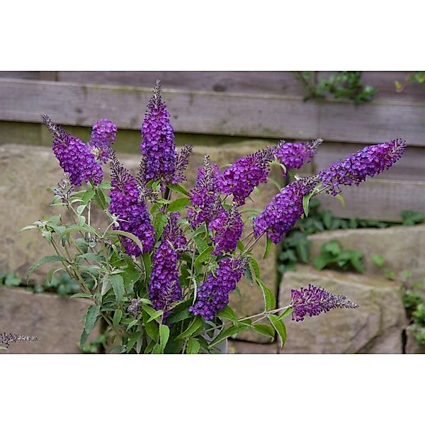 Buddleja Schmetterlingsstrauch Purple Chip S 30-40 cm günstig online kaufen