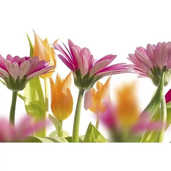 Fototapete SPRING FLOWERS  | MS-5-0142 | Orange | Digitaldruck auf Vliesträ günstig online kaufen