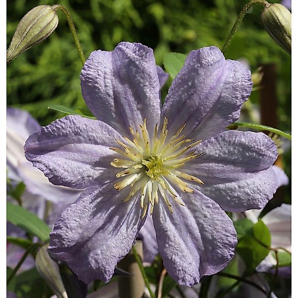 Robuste Waldrebe Prince Charles 60-80cm - Clematis viticella günstig online kaufen