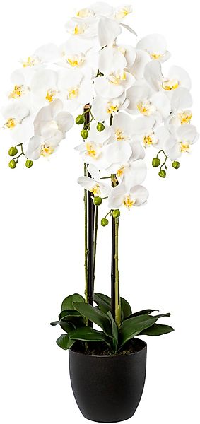 Kunstorchidee Phalaenopsis im Resintopf Orchidee Phalaenopsis, Creativ gree günstig online kaufen