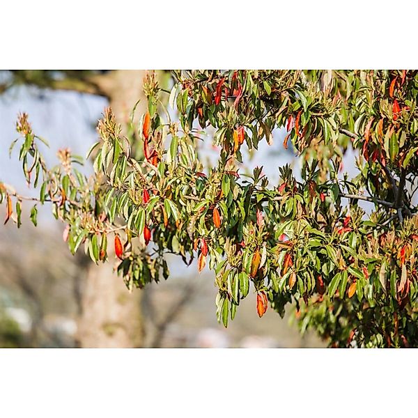 Photinia Davidiana Glanzmispel 80–100 cm günstig online kaufen