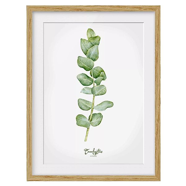 home24 Bild Aquarell Botanik Eukalyptus IV günstig online kaufen