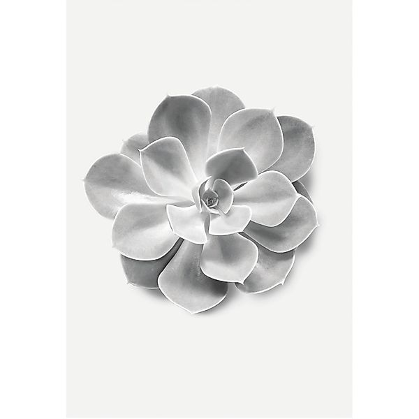Komar Wandbild Succulent Aeonium 40 x 50 cm günstig online kaufen