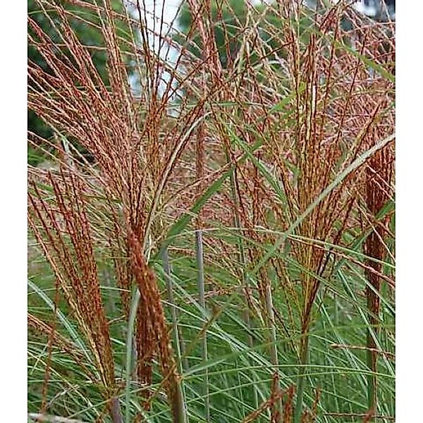 Chinaschilf Graziella - XXXL Topf - Miscanthus sinensis günstig online kaufen