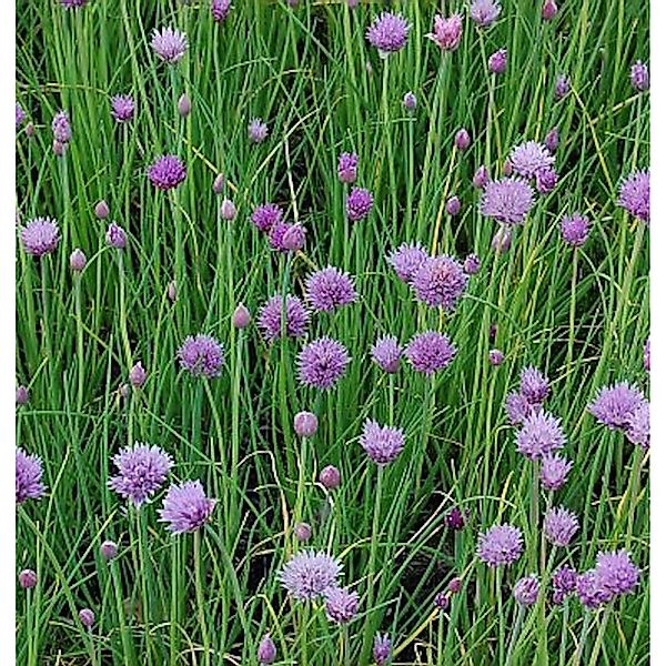 Schnittlauch - Allium schoenoprasum günstig online kaufen