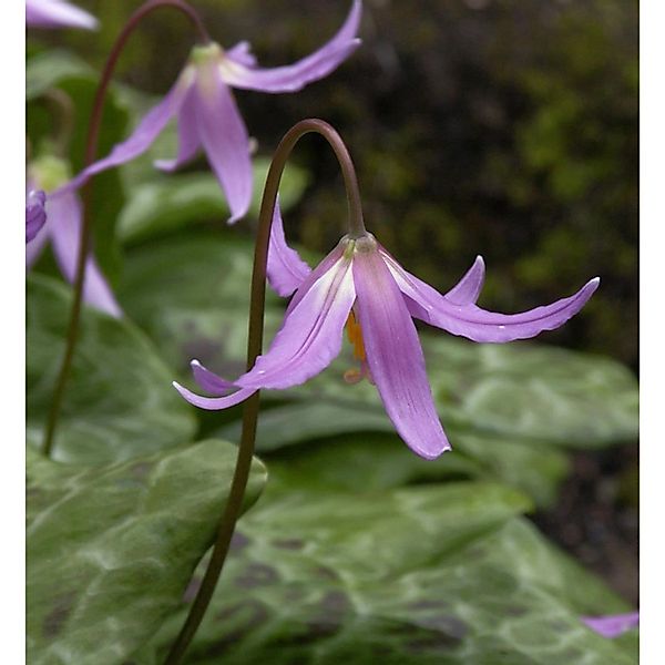 Hundszahn Lilie - Erythronium dens-canis günstig online kaufen