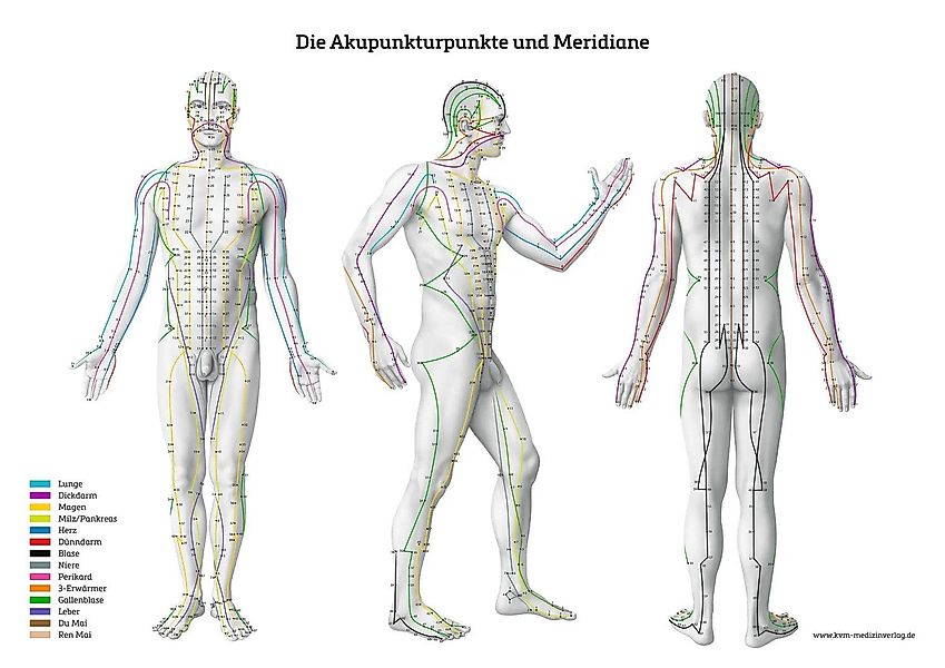 Poster Lernposter - Die Akupunkturpunkte und günstig online kaufen
