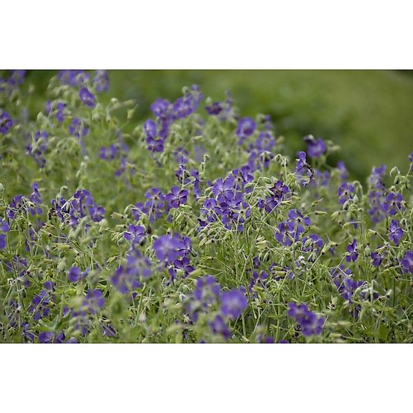Geranium Phaeum Lily Lovell Brauner Storchschnabel Ca. 9x9 cm Topf günstig online kaufen